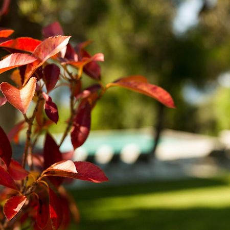 Olivia Estate Villa With Private Swimming Pool Ελιά Εξωτερικό φωτογραφία