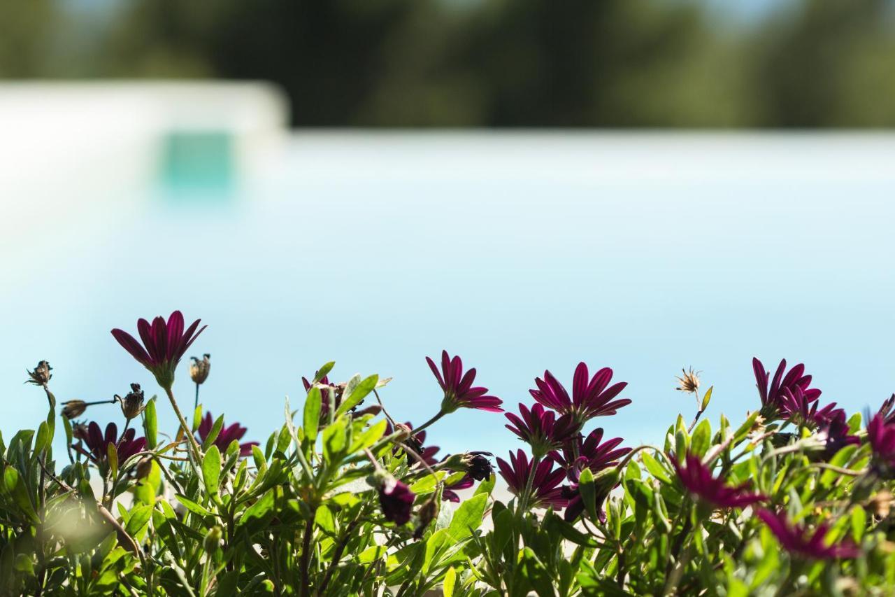 Olivia Estate Villa With Private Swimming Pool Ελιά Εξωτερικό φωτογραφία